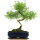 Snowrose, Bonsai, 11 years, 42cm