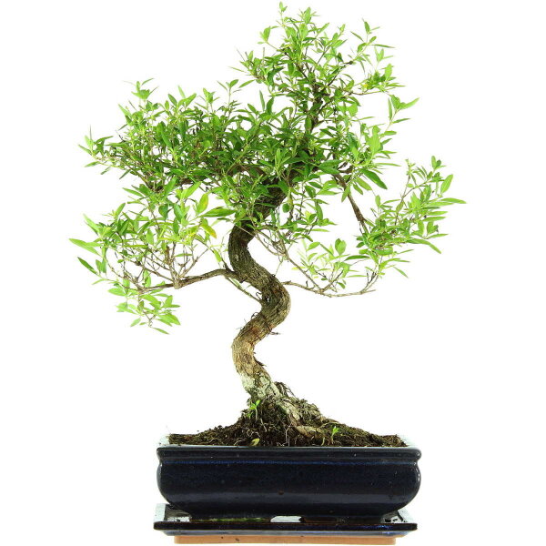 Junischnee, Bonsai, 11 Jahre, 46cm