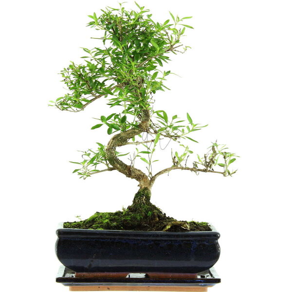 Snowrose, Bonsai, 11 years, 41cm