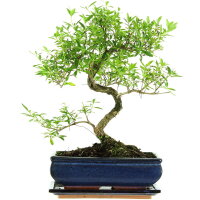 Junischnee, Bonsai, 11 Jahre, 41cm