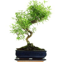 Junischnee, Bonsai, 11 Jahre, 45cm