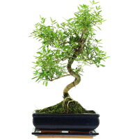 Serissa, Bonsai, 11 ans, 46cm