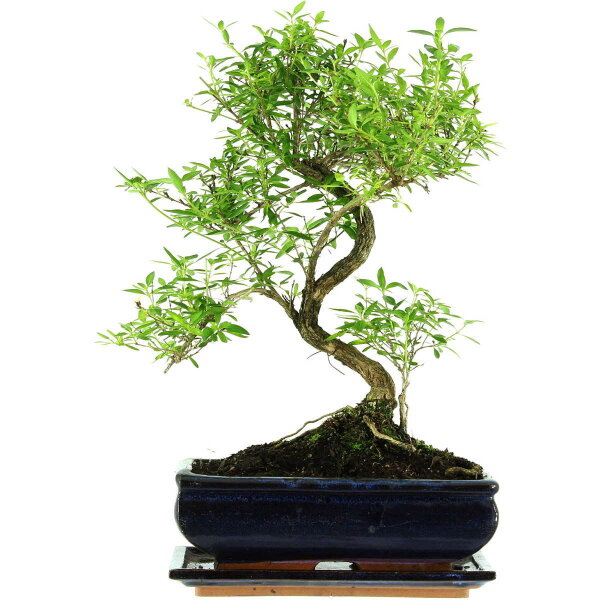 Serissa, Bonsai, 11 ans, 41cm