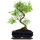 Snowrose, Bonsai, 11 years, 41cm