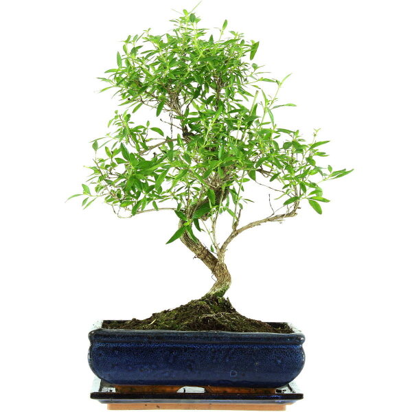 Serissa, Bonsai, 11 anni, 44cm