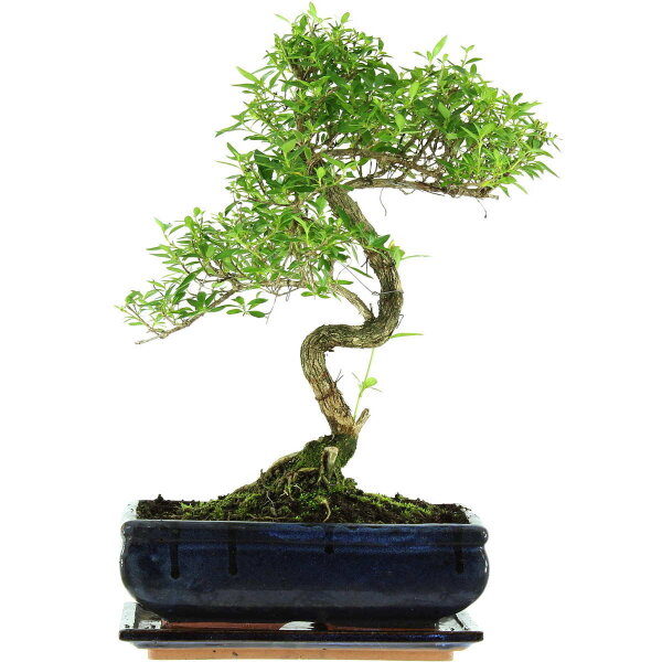 Snowrose, Bonsai, 11 years, 41cm