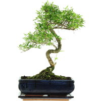 Junischnee, Bonsai, 11 Jahre, 41cm