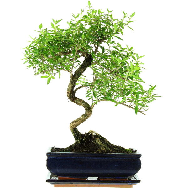 Junischnee, Bonsai, 11 Jahre, 45cm