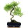 Junischnee, Bonsai, 11 Jahre, 45cm