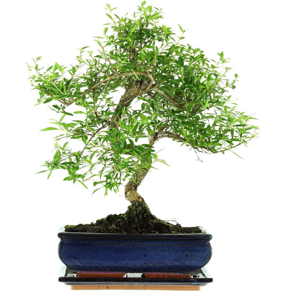 Junischnee, Bonsai, 11 Jahre, 41cm