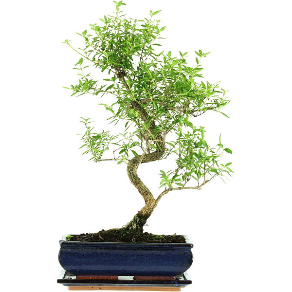 Snowrose, Bonsai, 11 years, 49cm