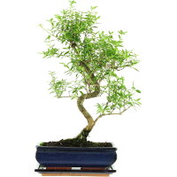 Junischnee, Bonsai, 11 Jahre, 49cm