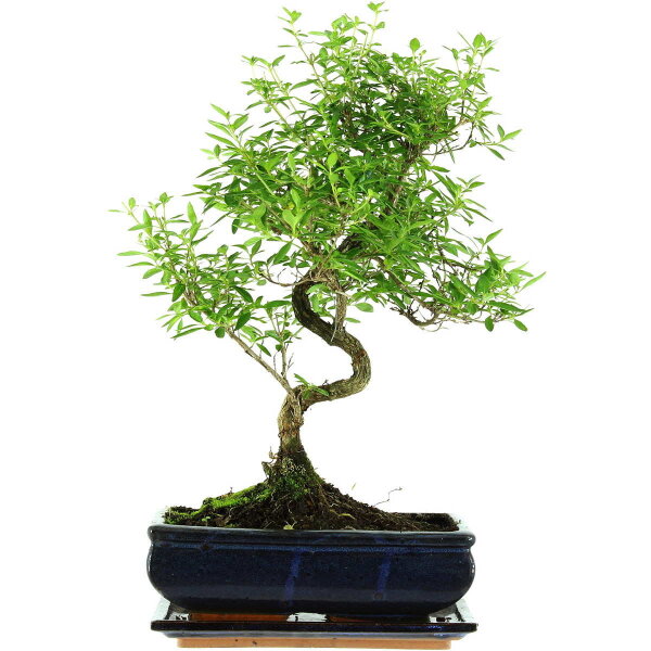 Snowrose, Bonsai, 11 years, 45cm