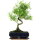 Snowrose, Bonsai, 11 years, 45cm