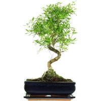 Junischnee, Bonsai, 11 Jahre, 44cm