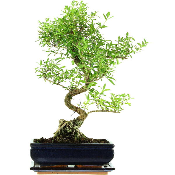 Serissa, Bonsai, 11 años, 47cm