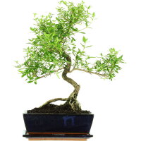 Junischnee, Bonsai, 11 Jahre, 46cm