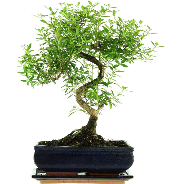 Serissa, Bonsai, 11 años, 40cm