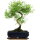 Serissa, Bonsai, 11 letnie, 40cm