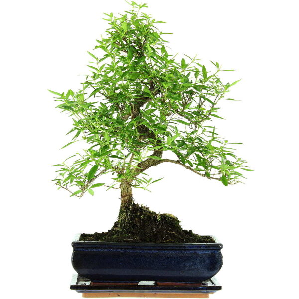 Serissa, Bonsai, 11 anni, 44cm