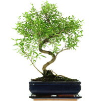 Snowrose, Bonsai, 11 years, 42cm