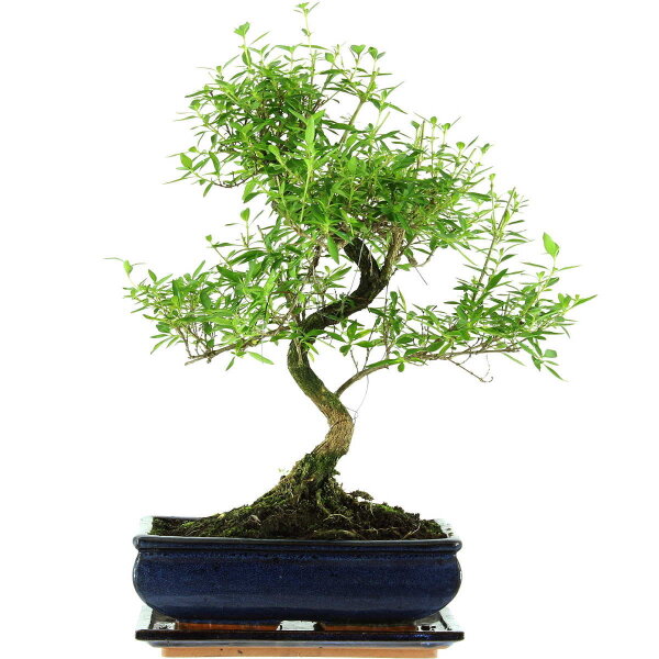 Junischnee, Bonsai, 11 Jahre, 43cm