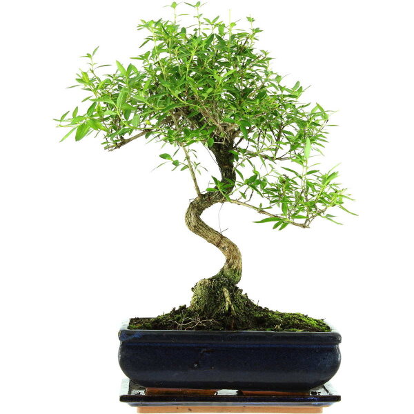 Junischnee, Bonsai, 11 Jahre, 42cm