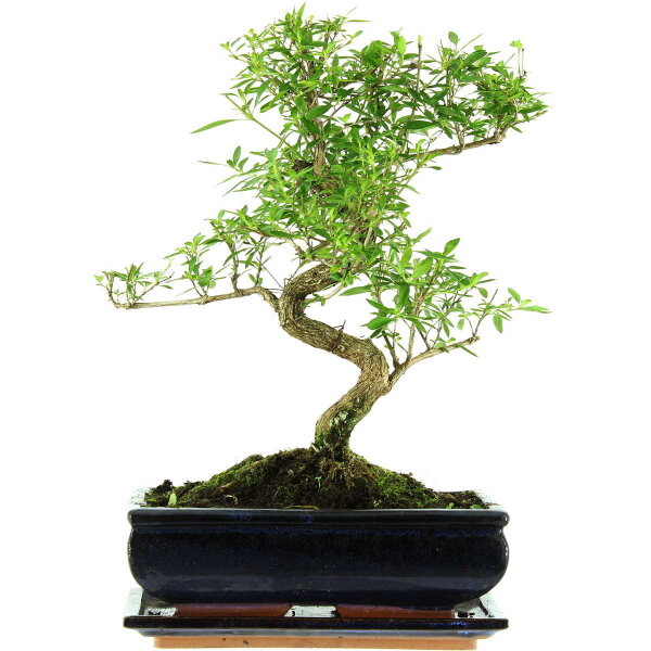 Junischnee, Bonsai, 11 Jahre, 38cm