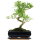 Snowrose, Bonsai, 11 years, 38cm