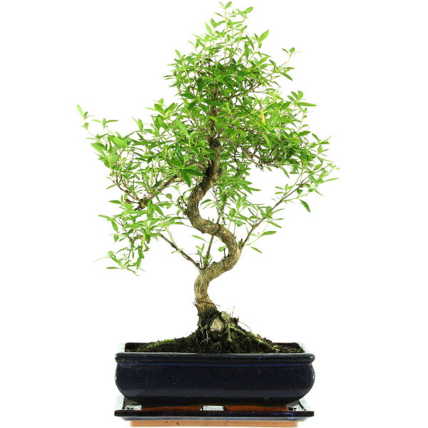 Serissa, Bonsai, 11 ans, 47cm