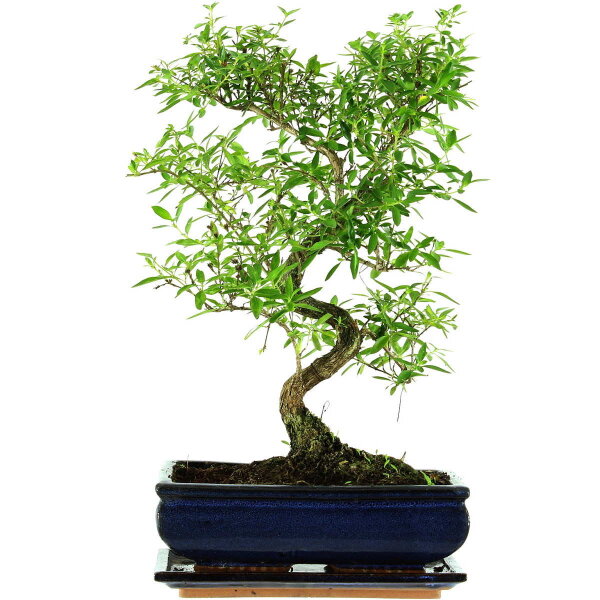 Serissa, Bonsai, 11 ans, 43cm