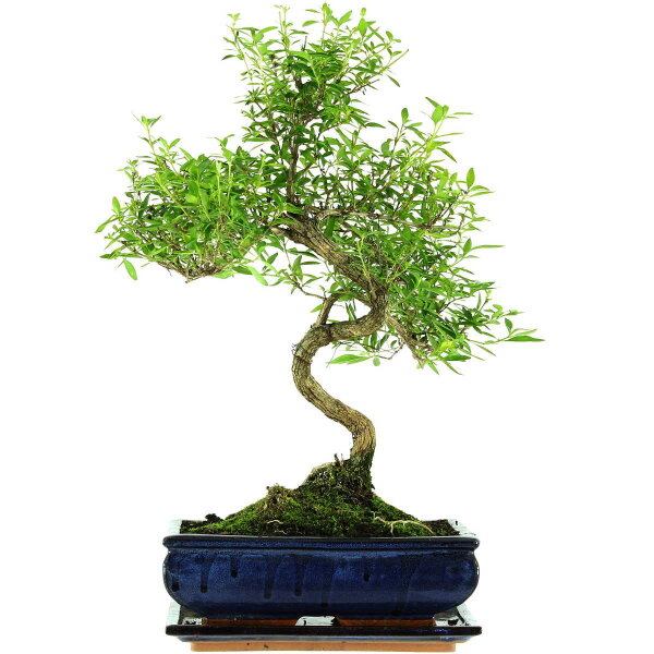 Junischnee, Bonsai, 11 Jahre, 47cm