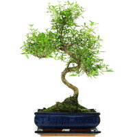 Serissa, Bonsai, 11 a&ntilde;os, 47cm