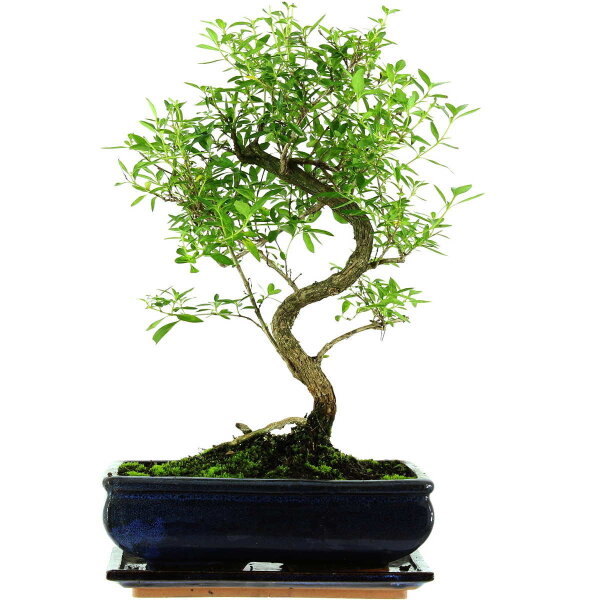 Serissa, Bonsai, 11 letnie, 43cm