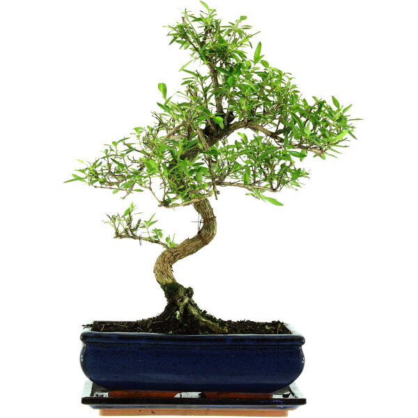 Serissa, Bonsai, 11 anni, 43cm