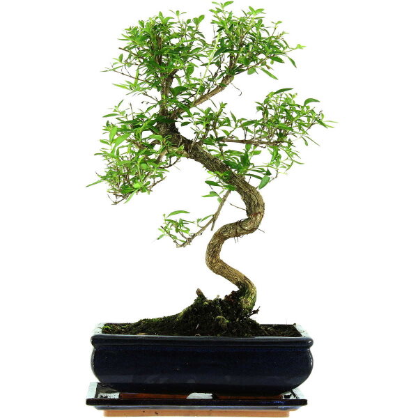 Junischnee, Bonsai, 11 Jahre, 41cm