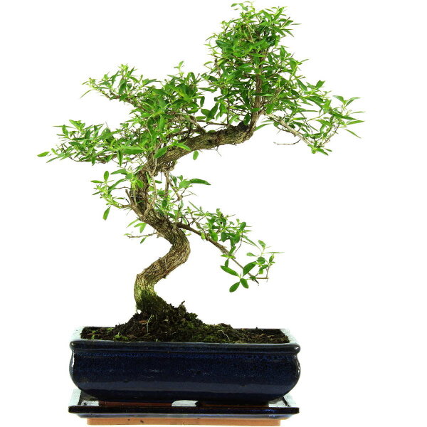 Snowrose, Bonsai, 11 years, 41cm