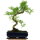 Snowrose, Bonsai, 11 years, 41cm