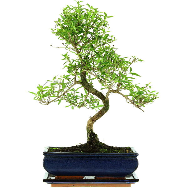 Snowrose, Bonsai, 11 years, 44cm