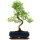 Snowrose, Bonsai, 11 years, 44cm