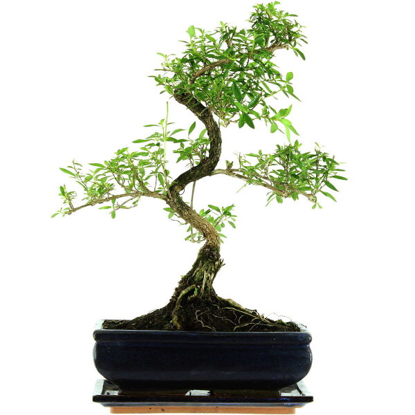 Serissa, Bonsai, 11 letnie, 42cm