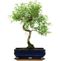 Junischnee, Bonsai, 11 Jahre, 44cm