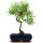 Snowrose, Bonsai, 11 years, 44cm