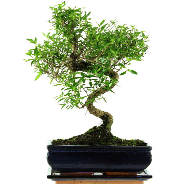 Serissa, Bonsai, 11 ans, 39cm