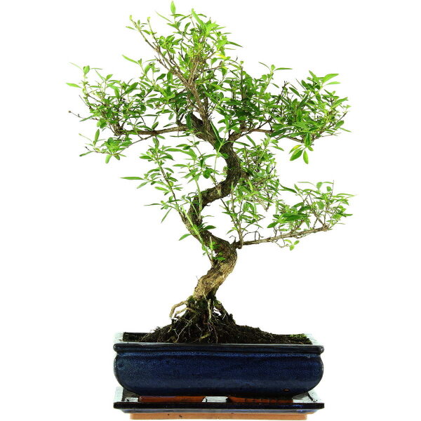 Junischnee, Bonsai, 11 Jahre, 44cm