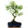 Snowrose, Bonsai, 11 years, 44cm