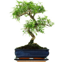 Snowrose, Bonsai, 11 years, 40cm