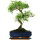 Junischnee, Bonsai, 11 Jahre, 40cm