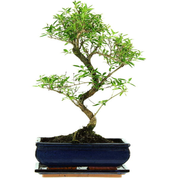 Serissa, Bonsai, 11 años, 43cm