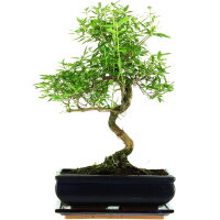 Junischnee, Bonsai, 11 Jahre, 41cm